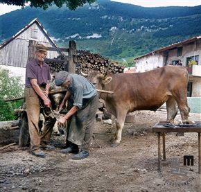 Edi Šelhaus. Retrospektiva. Izbor del