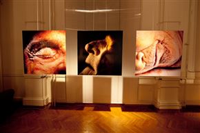 Goran Bertok: Rdeče in črno