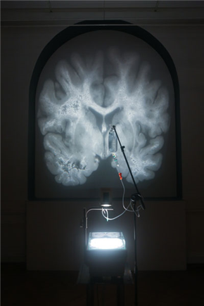 Polona Poklukar in Borut Popenko: AMYGDALA