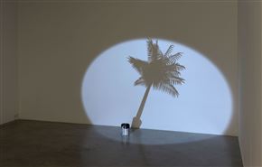 Utrujene palme