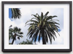 Utrujene palme
